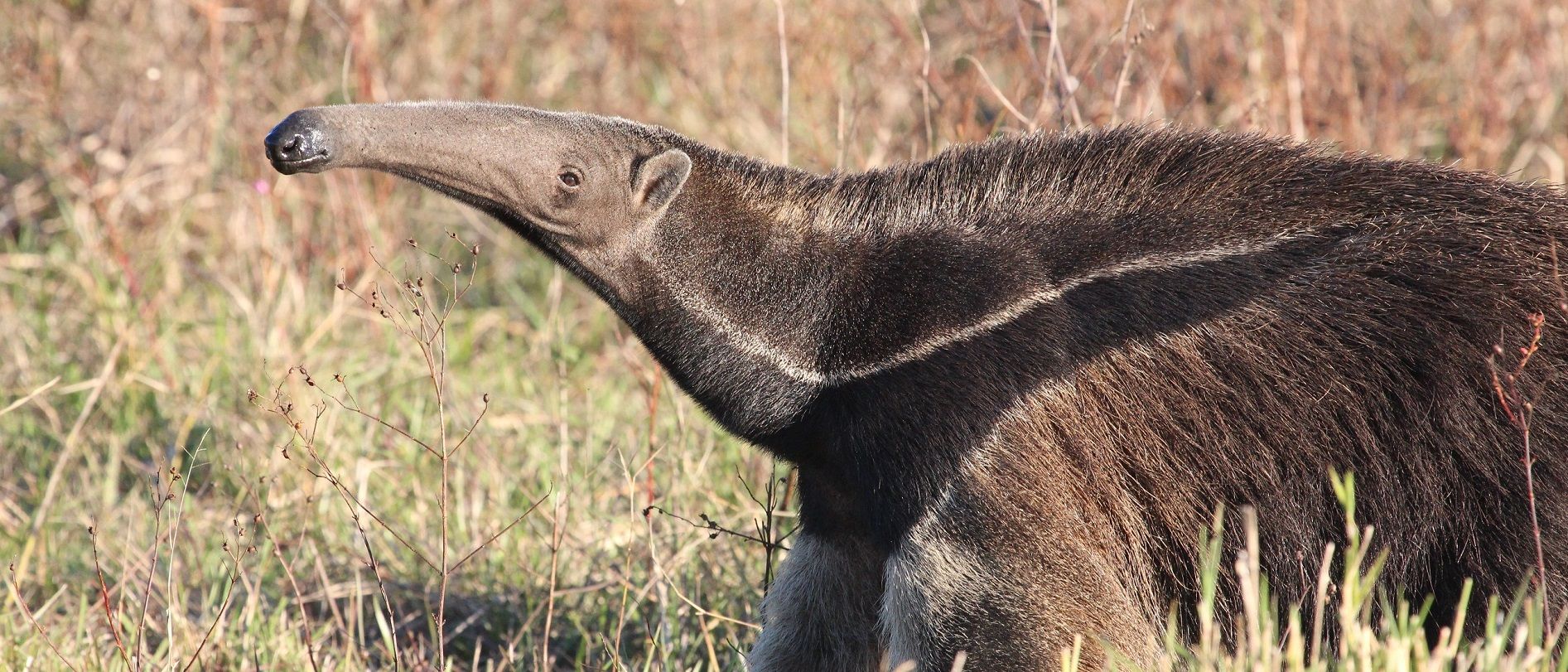 Anteater Giant Anteater