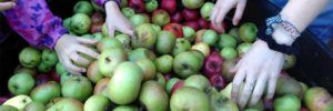 Events - Apple Day - Sharpham