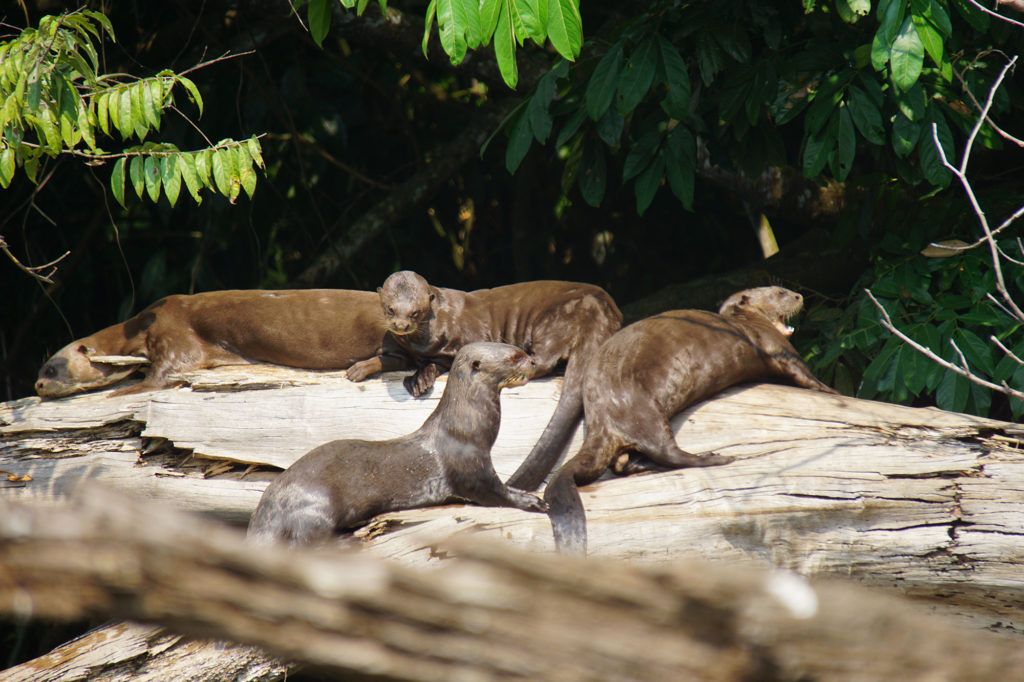 Giant-otters-Giant-Otter-project-update Gold-mining-fish-bites-and-hungry-caiman