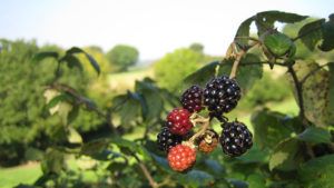 Hedgerow-Bramble-Blackberries-PTES