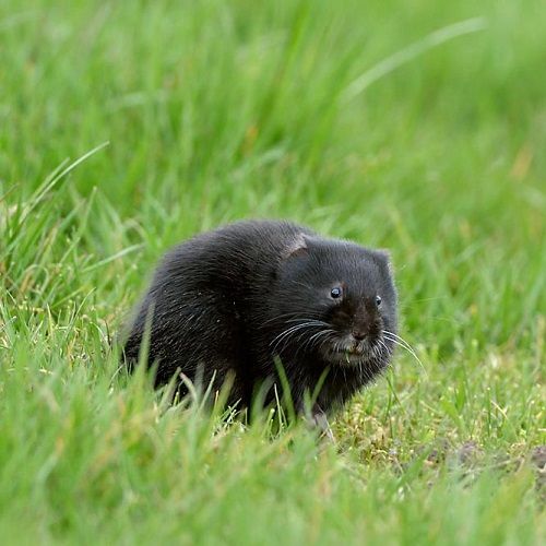 Glasgow water vole photo credit: L. Campbell