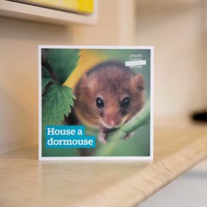 Gift-for-nature-PTES-Donation-gift-card-dormouse