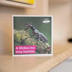 Gift-for-nature-PTES-Donation-gift-card-stag-beetle
