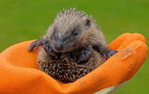 Hedgehog Street Donate Today Photo Credit Dave Cooper