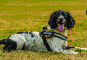 Henry the detection dog (Credit Louise Wilson / Conservation K9 Consultancy)