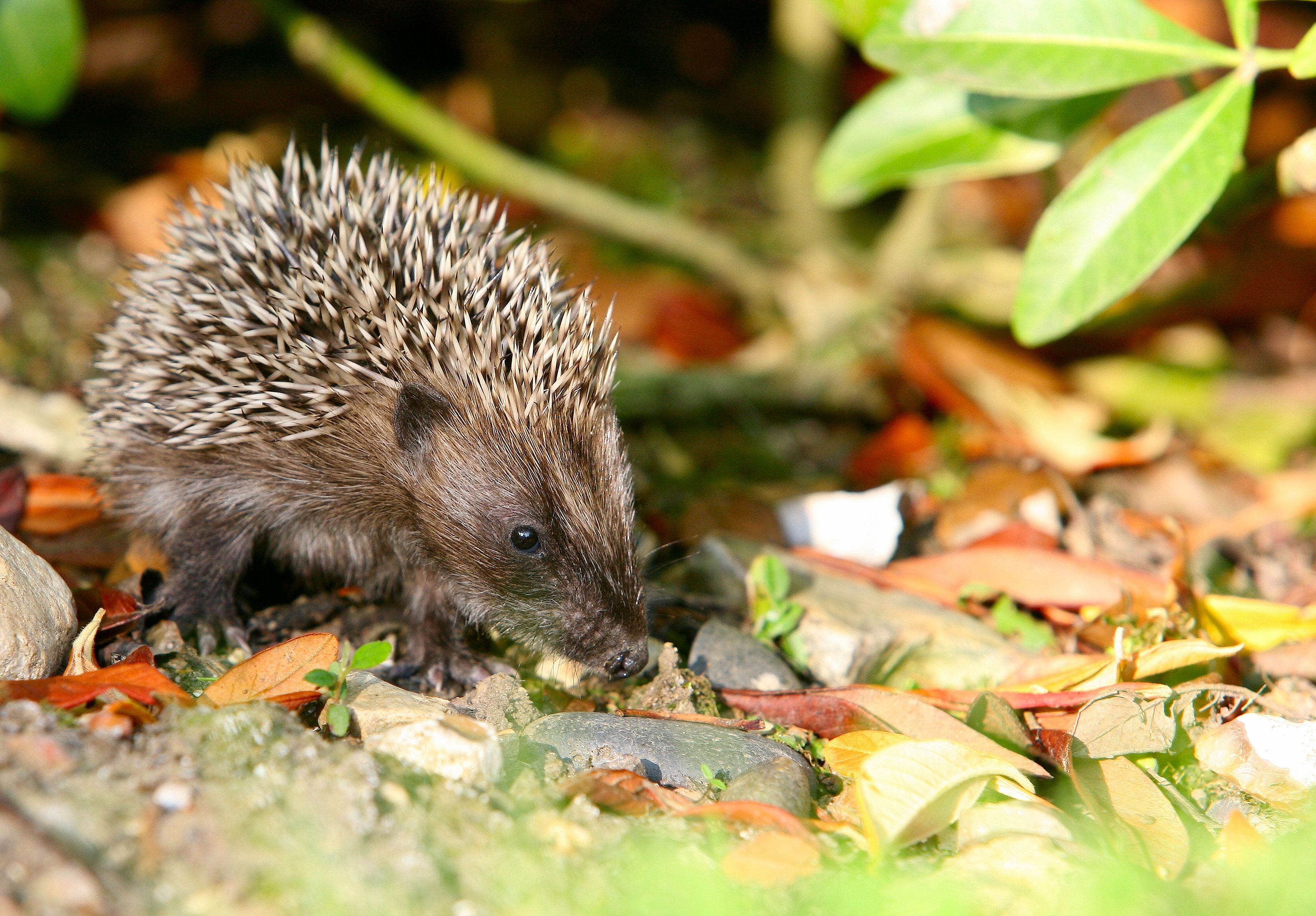 Help Hedgehogs In Your Neighbourhood And Help Prevent Their Decline