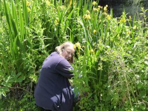 PTES-Surveying-water-voles-in-sussex
