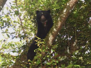 PTES-helping-threatened-Andean-Bear