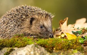 Hedgehog-highway-uk-mammal-project