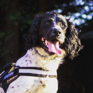 Henry the detection dog credit Louise Wilson Conservation K9 Consultancy