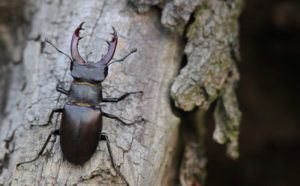 European-stag-beetle-conservation-ptes
