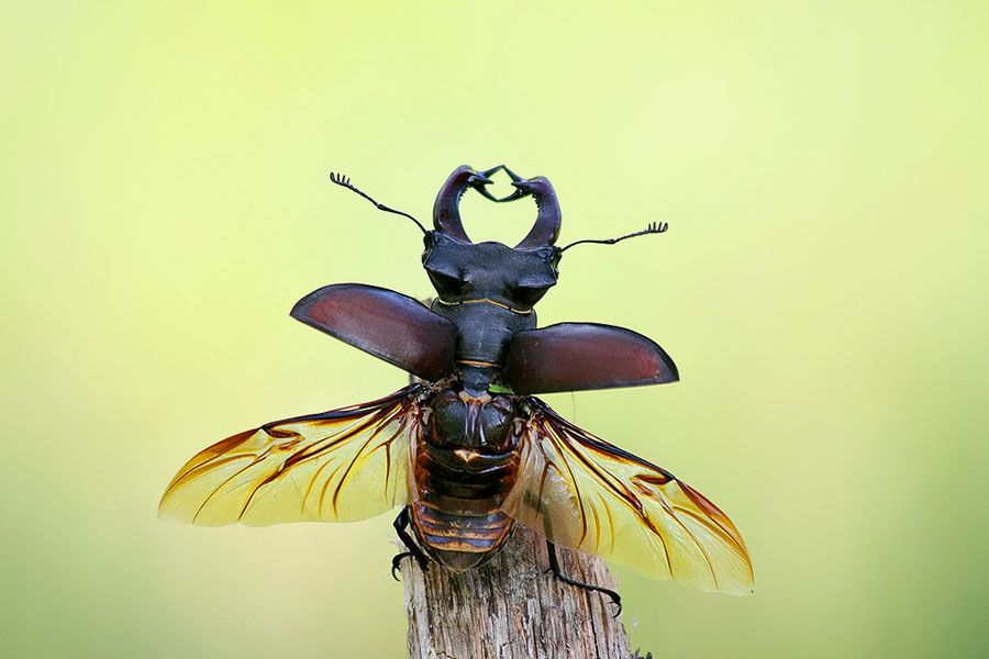 Stag Beetle Wings Stag Beetle Lucanus Cervus Realistic Illustration Stag Beetle Wings Stag Beetle Lucanus Cervus Realistic Illustration