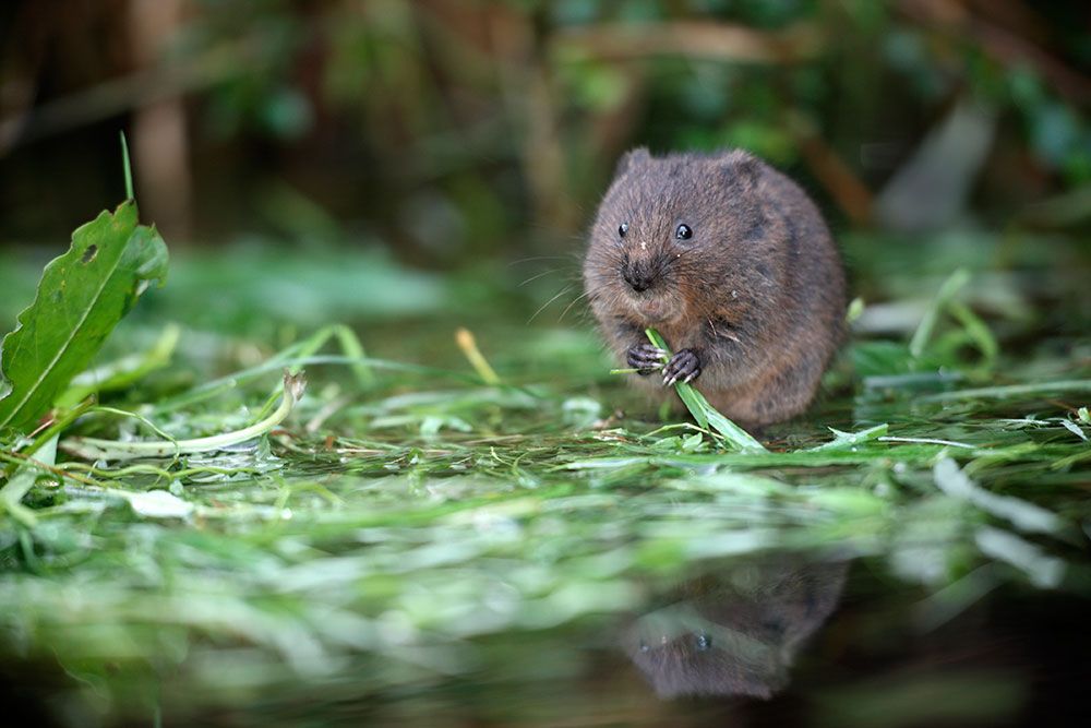 Sussex-water-vole-monitoring-PTES