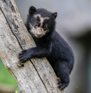 Andean bear cub Ronald Wittek Shutterstock com