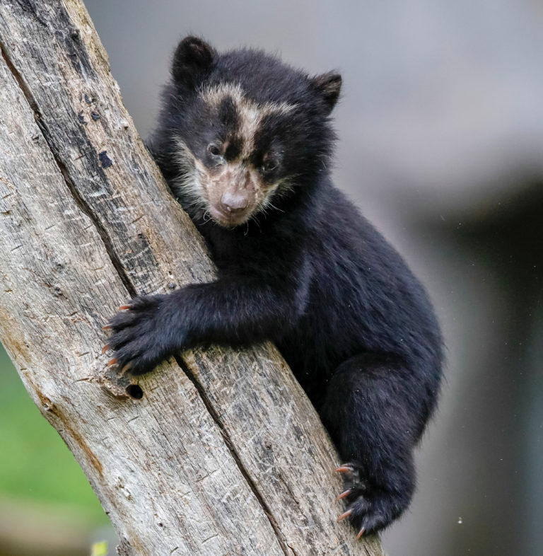 Andean Bear Cub Ronald Wittek Shutterstock Com - People's Trust For ...