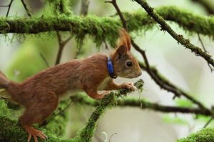 Collared-red-squirrel-2-Jonathan-Young-Internship-Project-PTES-insert