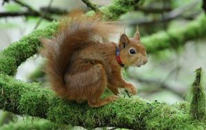 Collared-red-squirrel-Jonathan-Young-Internship-Project-PTES-thumbnail