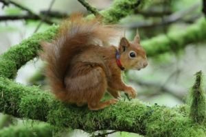 Collared-red-squirrel-Jonathan-Young-Internship-Project-PTES.jpg