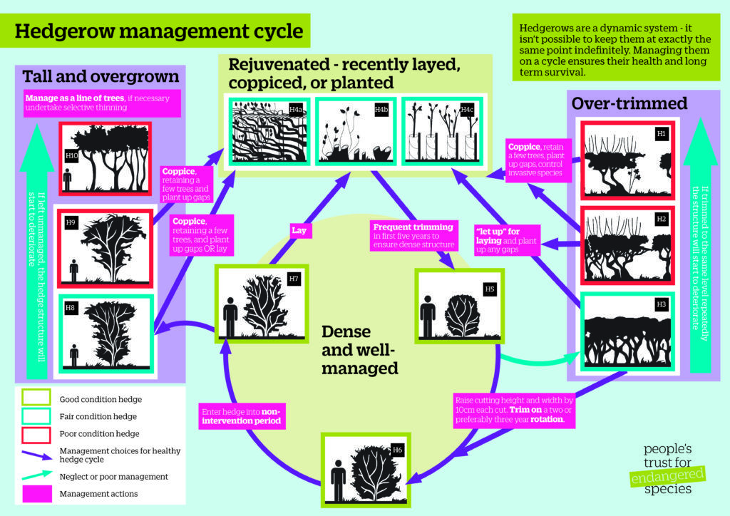 Hedgerow management People's Trust for Endangered Species