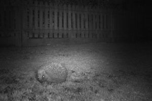 Hedgehog-Camera-Trap-Internship-Projects-Rachel-Cates-800x533