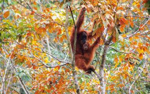 Orangutan-in-the-trees-Corporate-Partnerships-thumbnail-PTES
