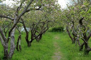 Stanmer Park community orchard