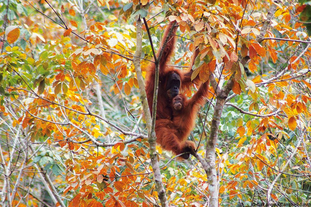 Sumatra Organutan PTES Corporate Partnerships