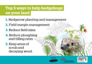 Top 5 hedgehog land tips infographic