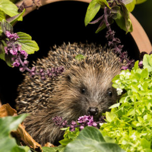 Hedgehog credit Coatesy shutterstock