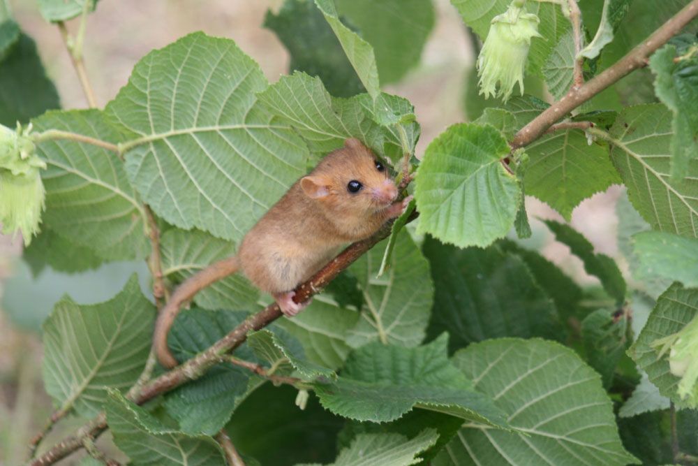 About-Hazel-Dormice---PTES---header-image