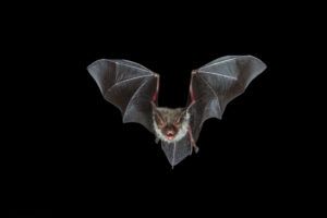 Bechsteins bat iStockphoto Help bats this halloween.com Faultier