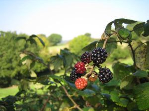Hazel dormice feed on berries in the autumn