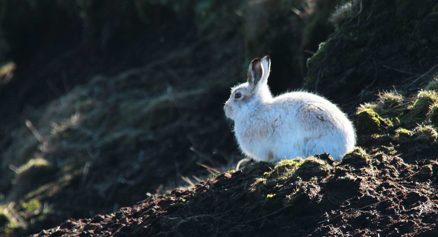 Carlos-Bedson-Peak-District-Mountain-Hare1