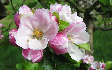 Cherry-blossom-plants-for-pollinators-PTES-wildlife-friendly-garden-kit