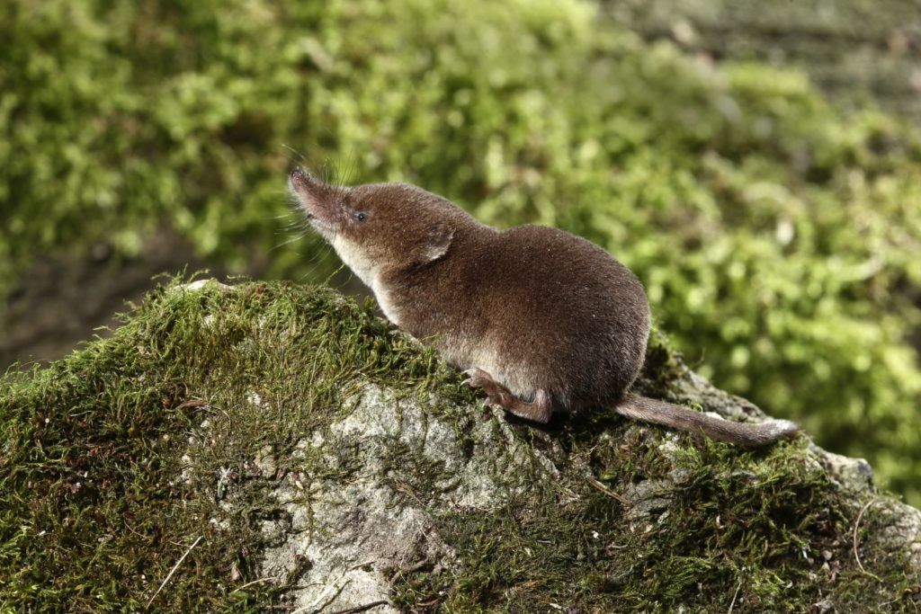 Common shrew, Sorex araneus - People's Trust for Endangered Species