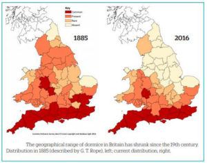 Dormouse-population-distribution-PTES-About-hazel-Dormice