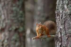 Establishing-new-red-squirrel-populations-in-Scotland---Peter-CairnTrees-for-Life-project-