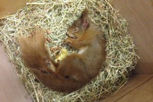Establishing-new-red-squirrel-populations-in-Scotland---Peter-CairnTrees-for-Life-project-.sleeping-PTES-Uk-mammal-grants-projectjpg