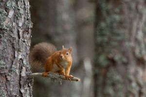 Establishing-new-red-squirrel-populations-in-Scotland---Peter-CairnTrees-for-Life-project-red