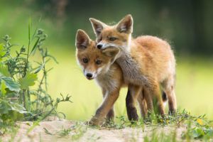 Foxes-istock-Wildlife-friendly-garden-kit-PTES-image-banner