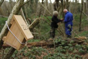 Hazel-dormice-disturbance-licence-PTES-About-hazel-dormice