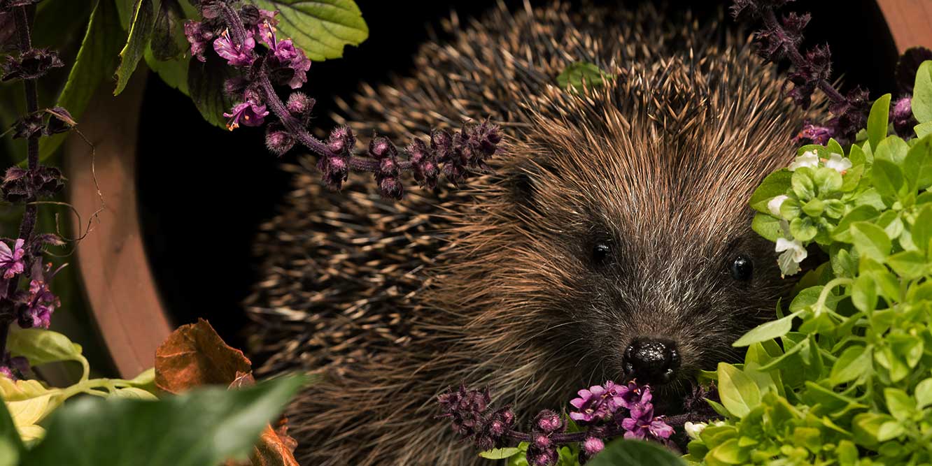 Hedgehog-Coatesy-shutterstock-Livng-with-mammals-header-image