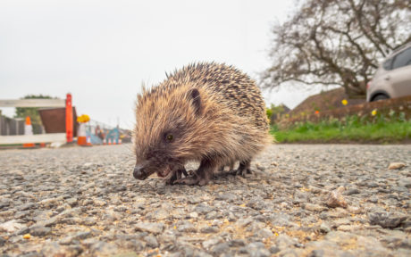 Hedgehog crossing a road