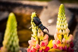 Male-stag-beetle-on-flower-by-Peter-JonesSTAG-BEETLES-PTS