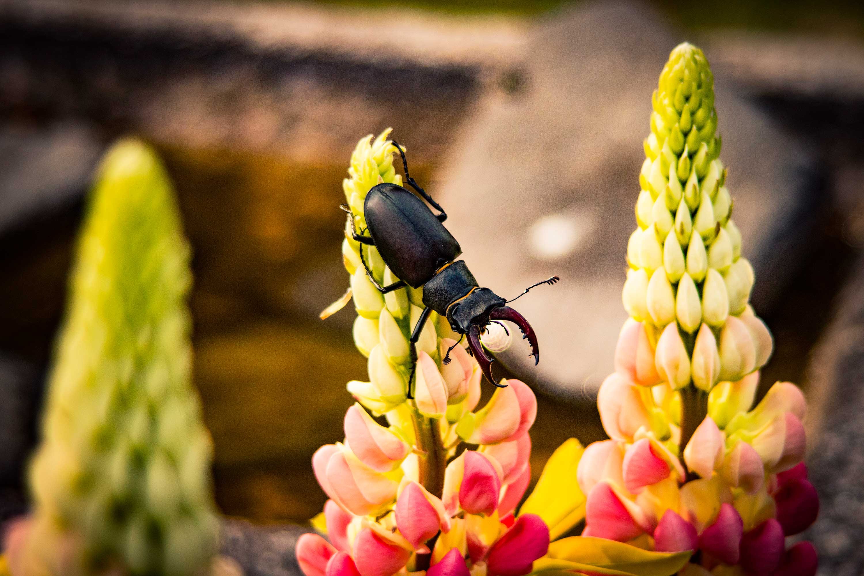 Male-stag-beetle-on-flower-by-Peter-JonesSTAG-BEETLES-PTS