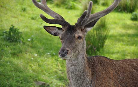 Mammals-on-roads-survey-PTES-deer-credit-Marie-Anne-Breakspear