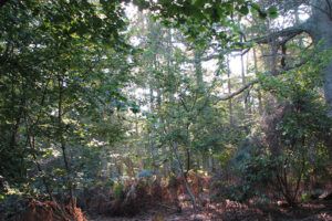 Moor-Wood-Oct-07.Briddlesford-problems-facing-hazel-dormice