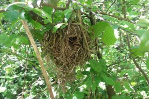 Natural-dormouse-nest-Credit-Michelle-Tyrrell-How-you-can-help-dormice-PTES