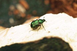 Noble-chafer-credit-matt-smith-unexpected-noble-chafer-discovery-in-ancint-hawthorn-PTES-beetle
