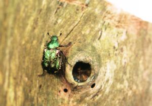 Noble-chafer-credit-matt-smith-unexpected-noble-chafer-discovery-in-ancint-hawthorn-PTES-news